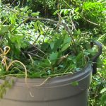 wisteria leaves & stems