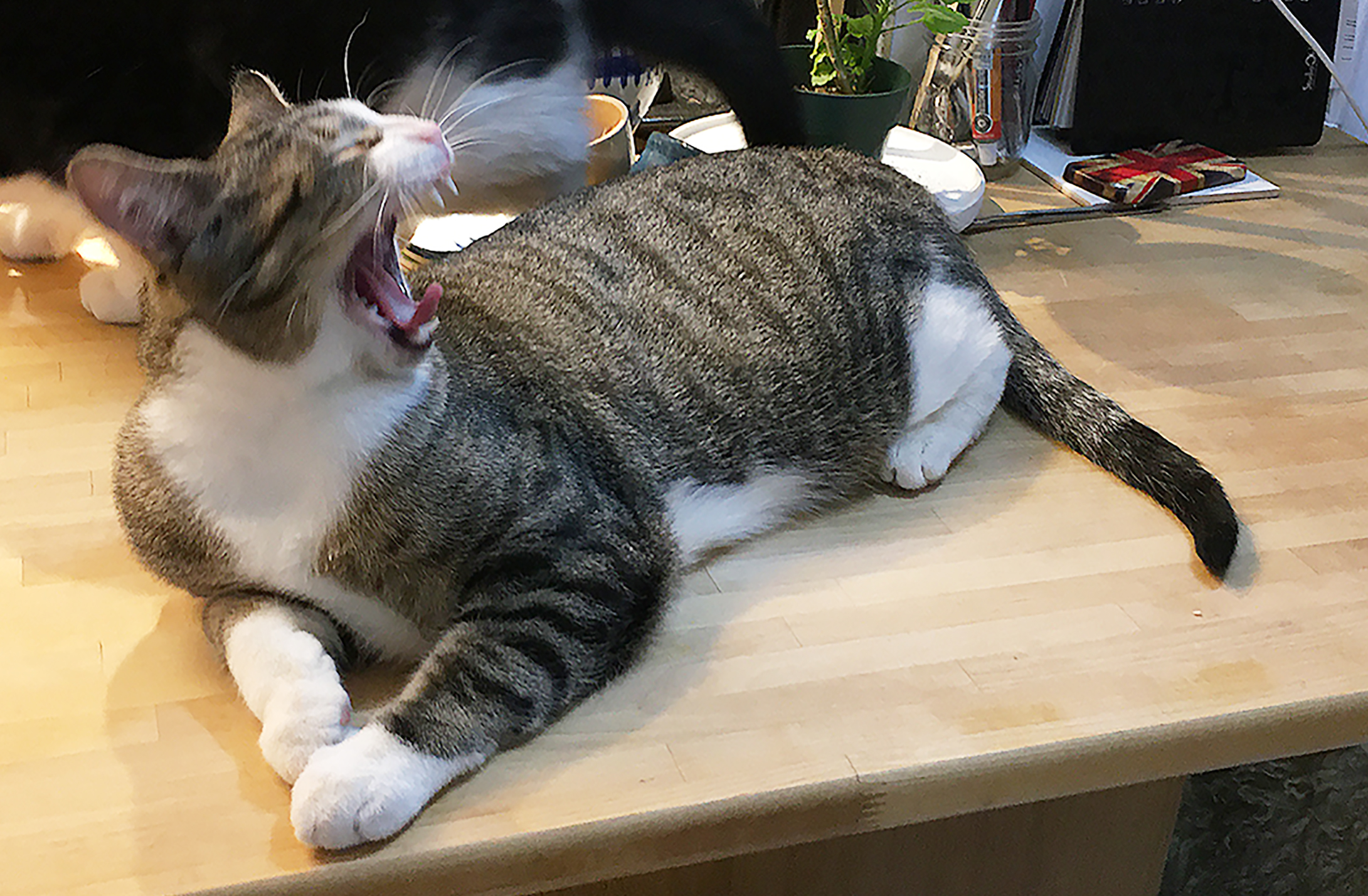 Syd, the mackerel tabby, giving a BIG yawn